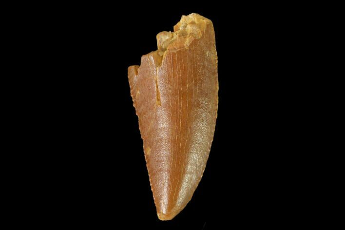 Serrated, Raptor Tooth - Real Dinosaur Tooth #139363